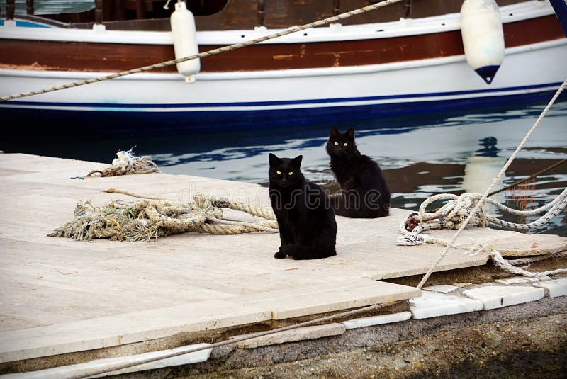 Chats noirs jumeaux sur un pilier photo libre de droits Chats noirs jumeaux sur un pilier photo libre de droits