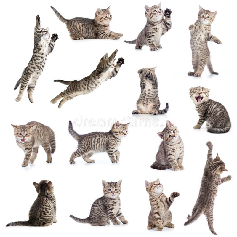 Chats ou collection d'isolement par chatons
