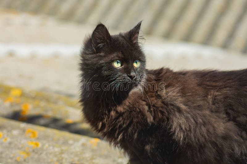 Chats sympathiques dans la rue. les chats sans abri ont besoin d'une nouvelle maison. chat isolé photo libre de droits Chats sympathiques dans la rue. les chats sans abri ont besoin d'une nouvelle maison. chat isolé photo libre de droits