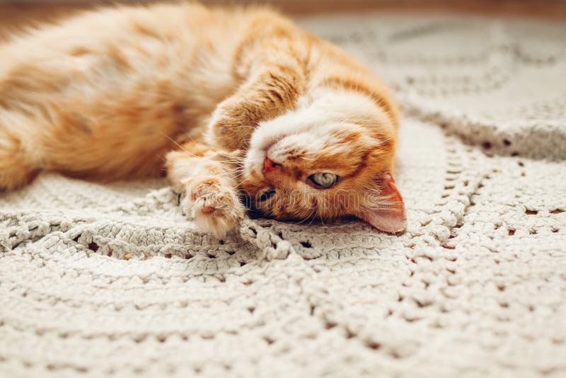 Chatte-gingembre allongé sur le tapis de sol à l'envers Animaux de compagnie relaxants et se sentant à l'aise à la maison photographie stock libre de droits Chatte-gingembre allongé sur le tapis de sol à l'envers Animaux de compagnie relaxants et se sentant à l'aise à la maison photographie stock libre de droits