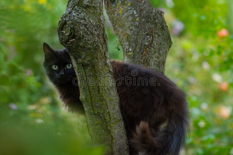 Chatte mignonne s'effondra au-dessus d'une branche. un animal de compagnie de chats grimpe dans un arbre image libre de droits Chatte mignonne s'effondra au-dessus d'une branche. un animal de compagnie de chats grimpe dans un arbre image libre de droits