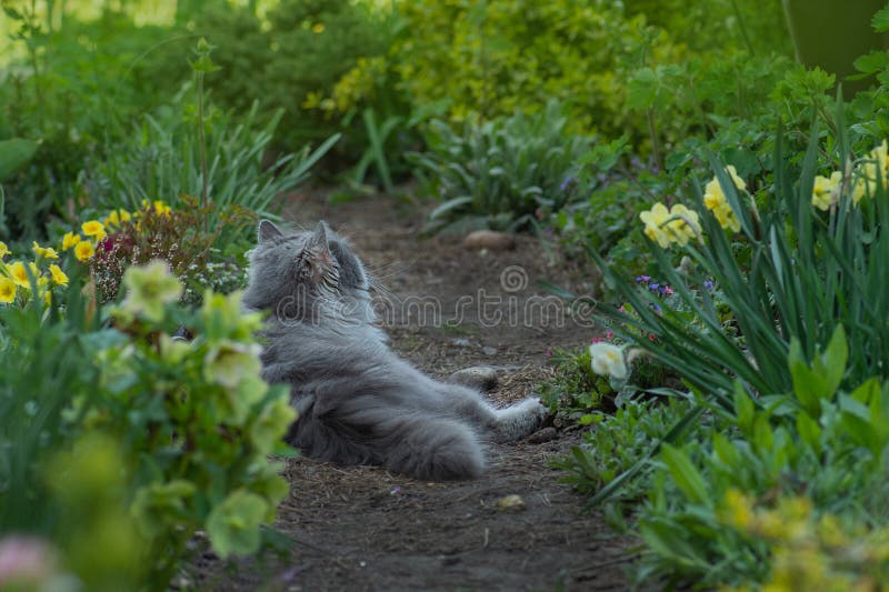 Chatte paresseux dormir douce parmi les fleurs en fleurs. dormir drôle chat dans le jardin photo libre de droits Chatte paresseux dormir douce parmi les fleurs en fleurs. dormir drôle chat dans le jardin photo libre de droits