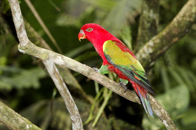 Chattering Lory (Lorius Garrulus) Stock Photo - Image of male, forest