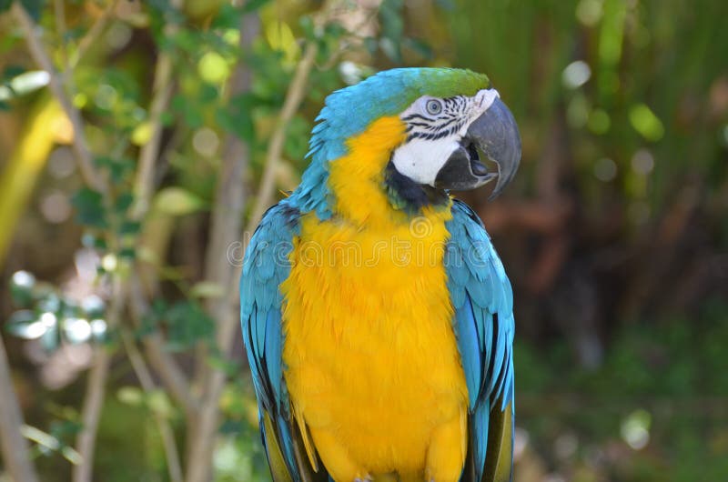 Chatting Blue and Gold Macaw Bird stock photo Chatting Blue and Gold Macaw Bird stock photo