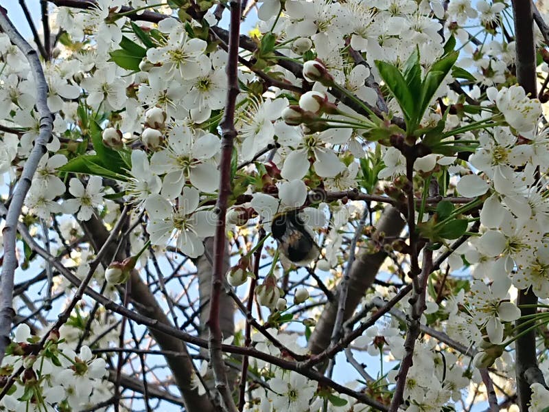 Chaud d?but mai Sous Kazan ont fleuri les jardins Les bourdons et les abeilles rassemblent volontairement le nectar images libres de droits Chaud d?but mai Sous Kazan ont fleuri les jardins Les bourdons et les abeilles rassemblent volontairement le nectar images libres de droits