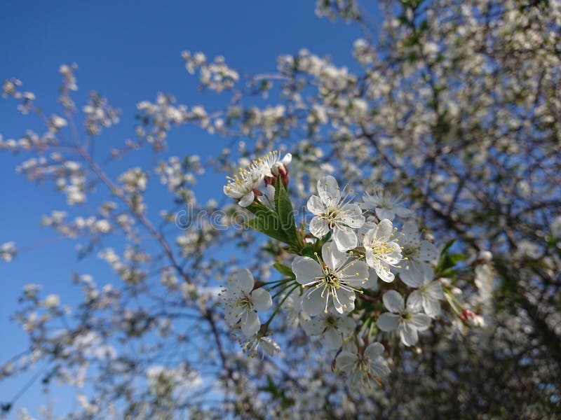 Chaud d?but mai Sous Kazan ont fleuri les jardins Les bourdons et les abeilles rassemblent volontairement le nectar photo stock Chaud d?but mai Sous Kazan ont fleuri les jardins Les bourdons et les abeilles rassemblent volontairement le nectar photo stock