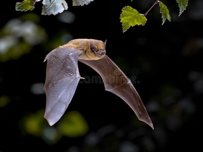 Chauve-souris Pipistrelle volante en forêt naturelle