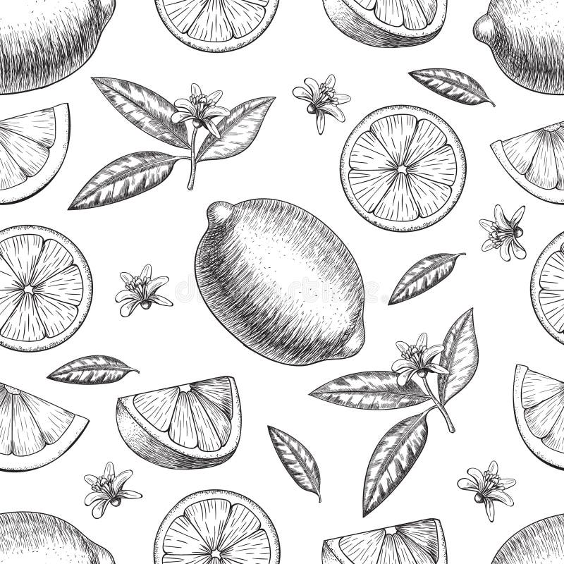 Chaux tirée par la main ou citron de vecteur sans couture Morceaux entiers et découpés en tranches demi, croquis de congé Illustr illustration libre de droits Chaux tirée par la main ou citron de vecteur sans couture Morceaux entiers et découpés en tranches demi, croquis de congé Illustr illustration libre de droits