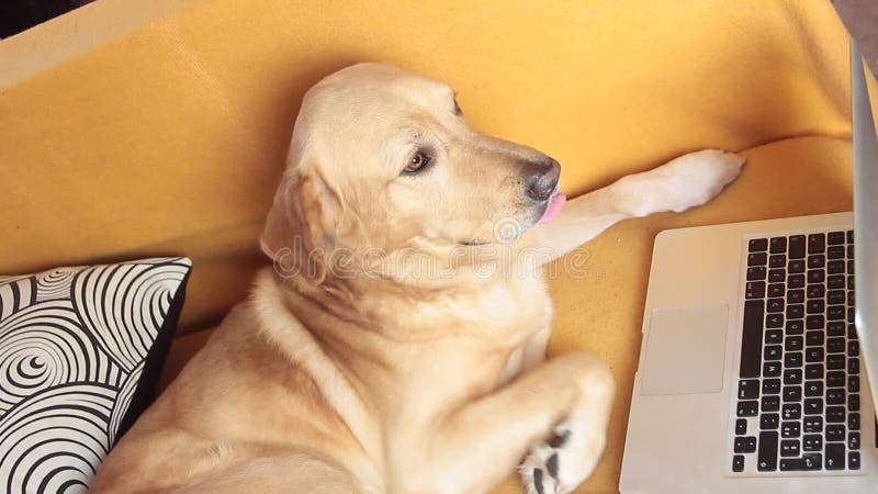 Chaves de datilografia do cão em um teclado de laptop