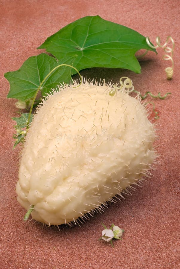 Chayote (Sechium.Edule), Frucht Mit Den Dornen Stockfoto Bild von