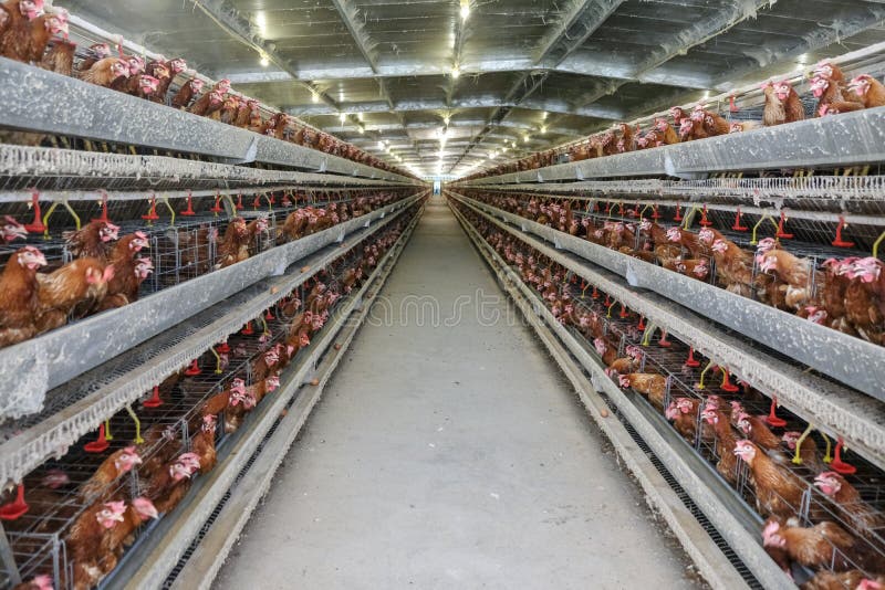 Chaîne de production à multiniveaux chaîne de production de convoyeur des oeufs de poulet d'une ferme avicole image stock Chaîne de production à multiniveaux chaîne de production de convoyeur des oeufs de poulet d'une ferme avicole image stock