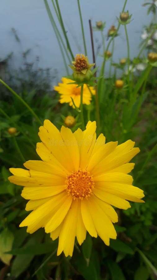 Chear Flower stock photo. Image of flower, chear, season 265574566