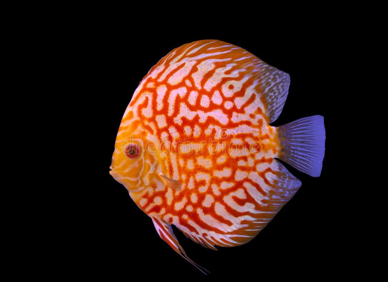 574 Discus Fish Black Background Stock Photos Free & RoyaltyFree