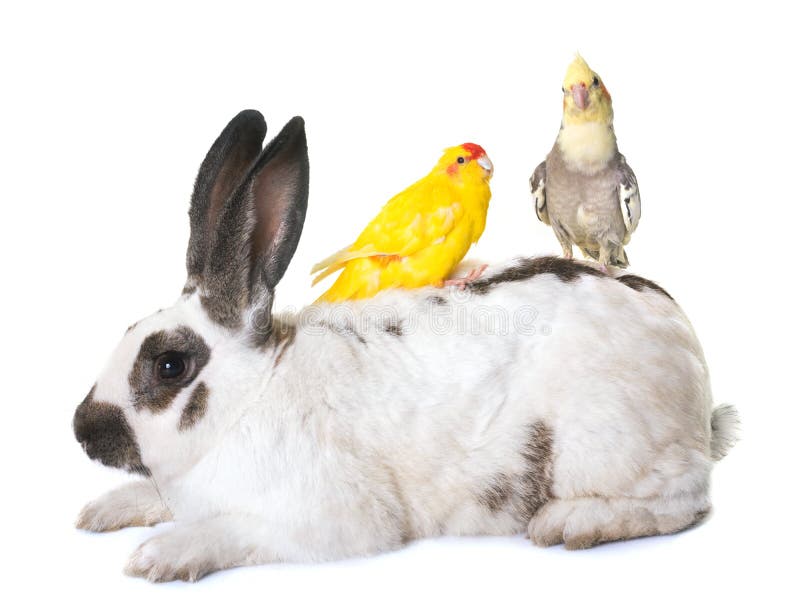 Checkered Giant rabbit and parakeet in front of white background