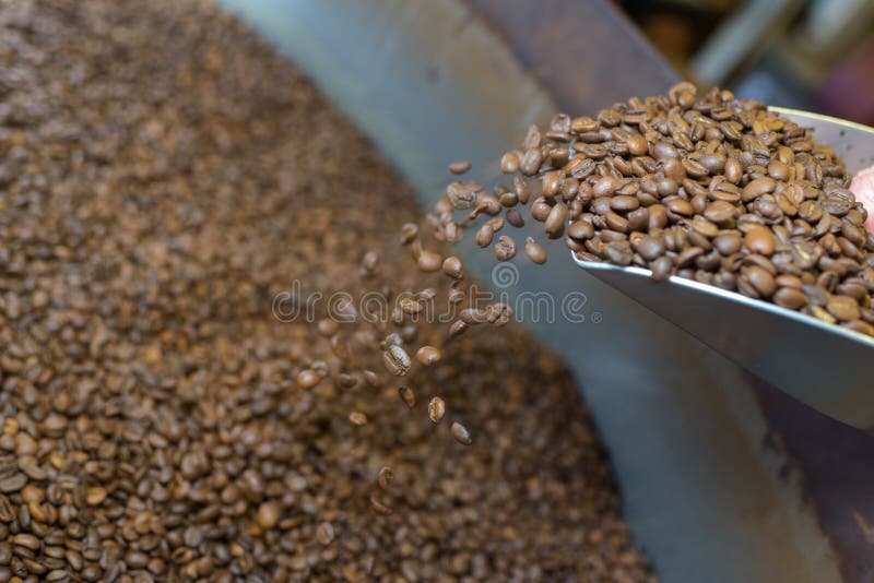 Checking Coffee Beans during Roasting Process at Factory Stock Image