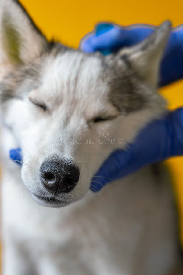 Checking the Dog. the Master Combs a Purebred Animal in a Veterinary