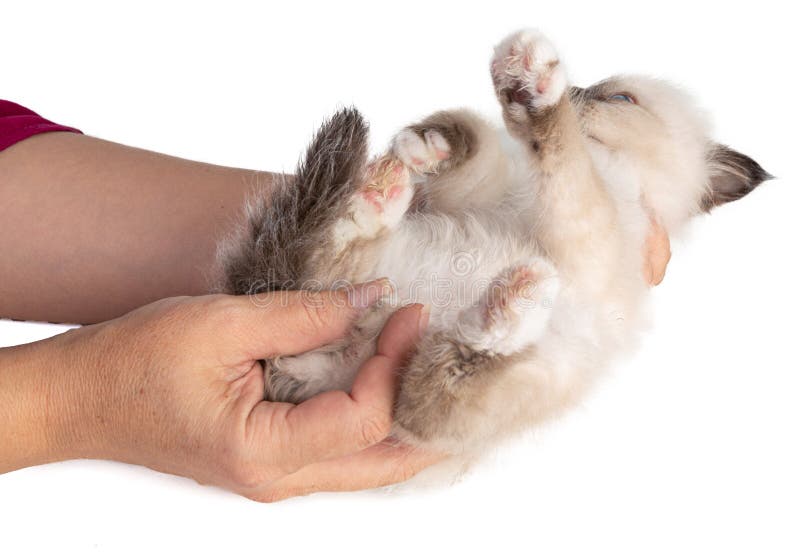 429 Animal Genitals Stock Photos Free & RoyaltyFree Stock Photos