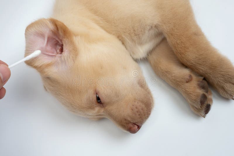 Checking labrador cub ear stock photo. Image of background 264031848