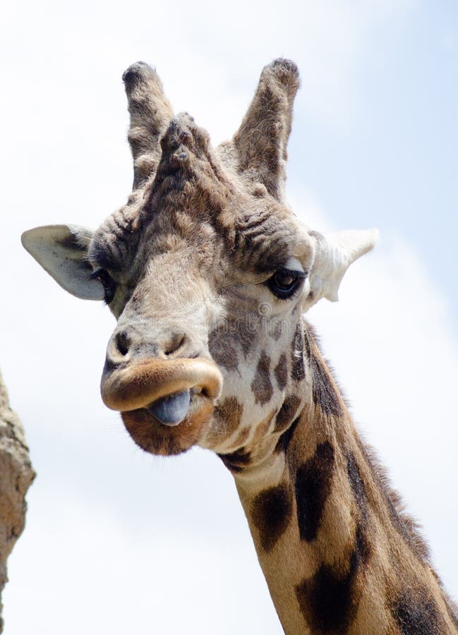 Cheeky Giraffe Staring at Camera Stock Photo - Image of baby, smirk