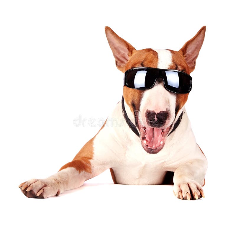 Cheerful bull terrier in sunglasses