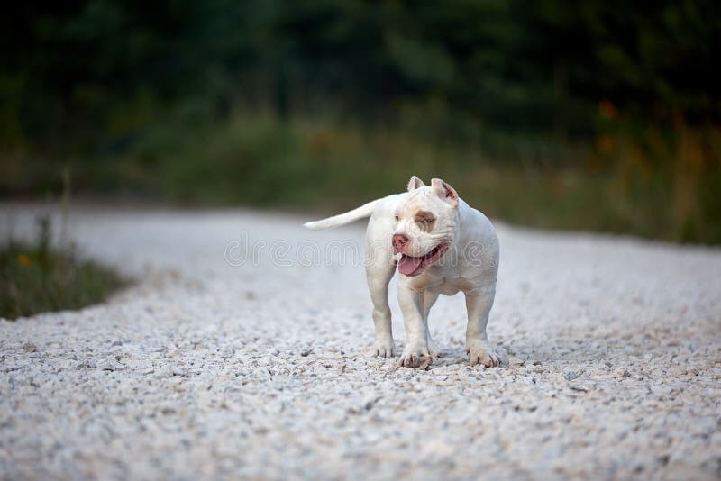 Cheerful Dog Bully Run on Gravel Track and Playing in the Park. Stock Photo Image of adorable