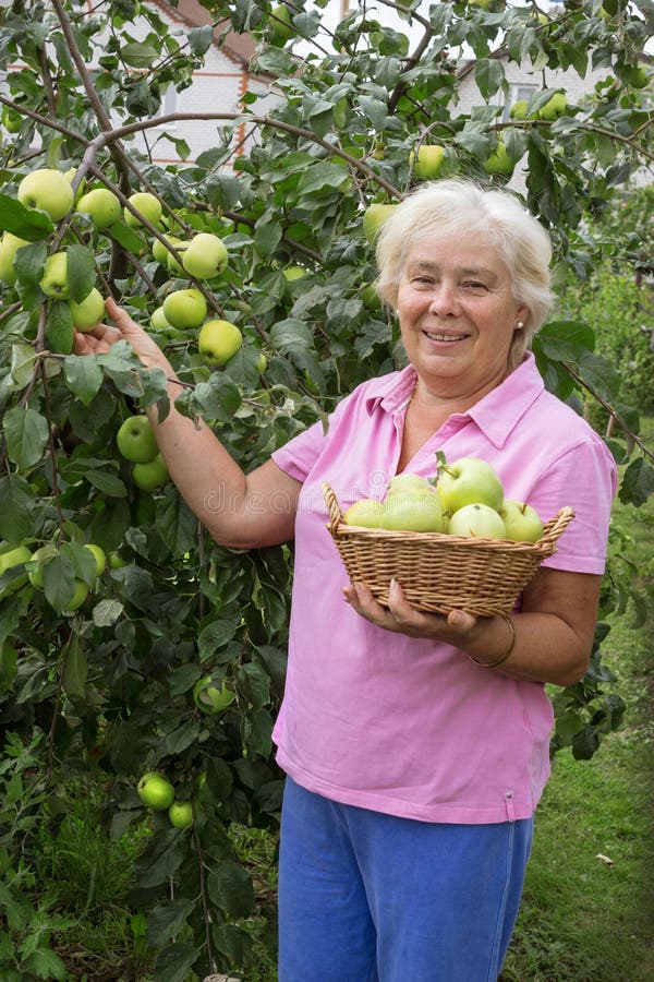 Cheerful elderly woman collecting apples in the garden