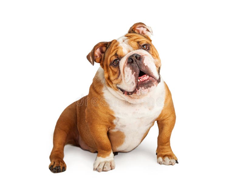 English Bulldog And Shar-Pei Mixed Breed Dog Stock Photo - Image of ...