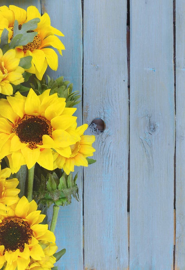 Cheerful floral with bright yellow silk sunflowers creating a border on a rustic blue washed plank background