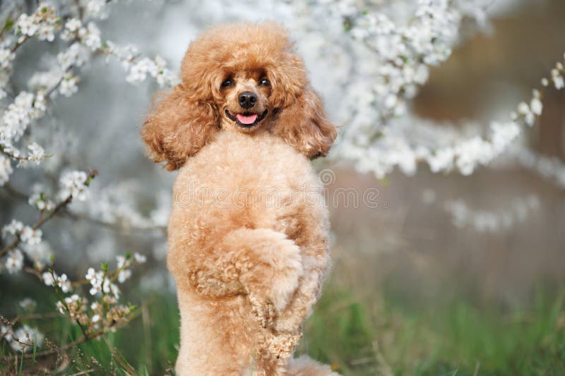 Cheerful miniature poodle dog begging outdoors under a blooming cherry tree stock image