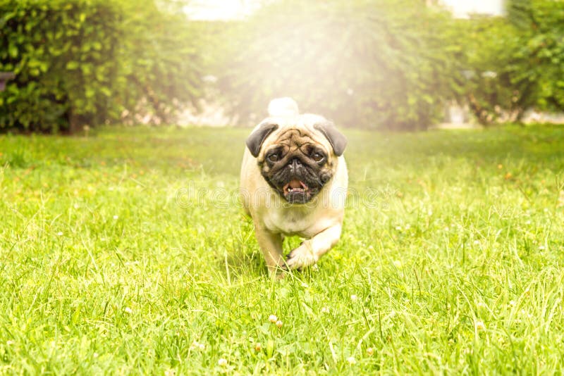 Cheerful Pug Dog Running through Green Grass Stock Image Image of