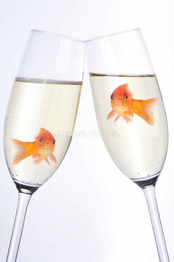 Two goldfishes in two sparkling wine glasses. Two goldfishes in two sparkling wine glasses