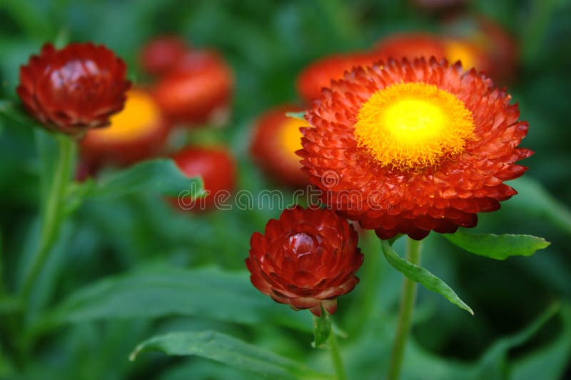 Cheery Red Flowers