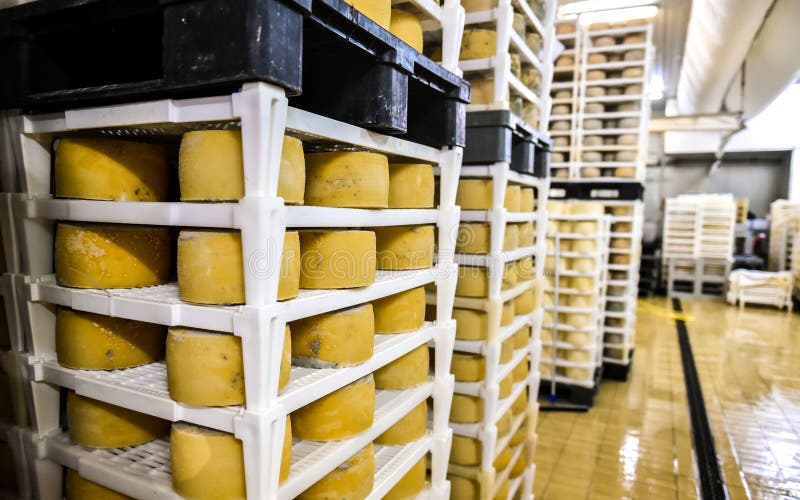 Cheese Factory Warehouse with Shelves Stacked with Cheese Stock Photo