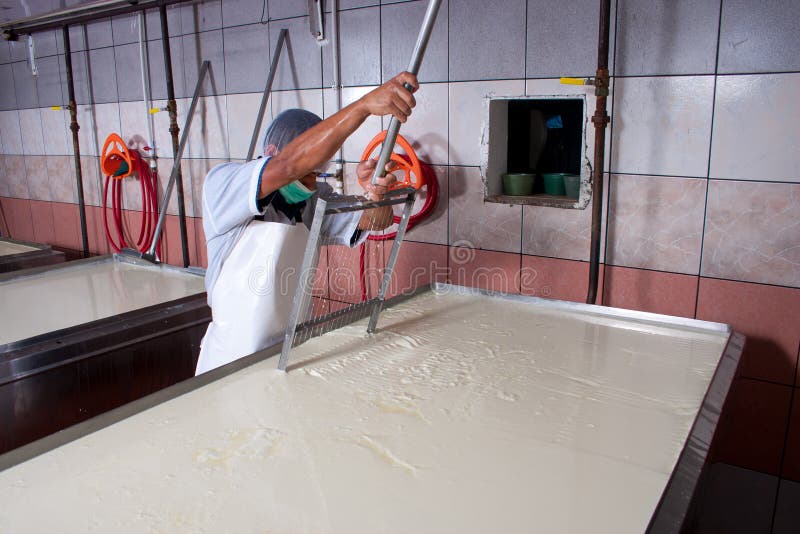 Cheese Factory Worker Producing Stock Photo Image of industrial