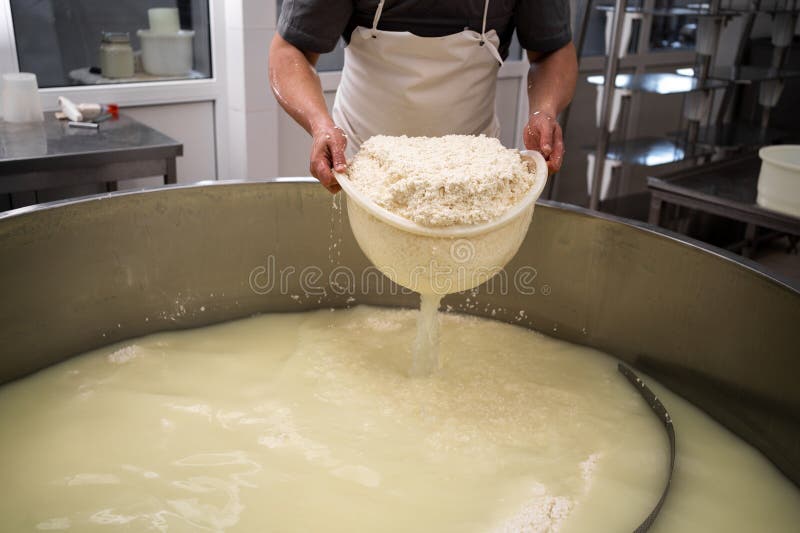 Cheese Maker or Worker Taking Curd from Tank at Cheese Factory, Closeup