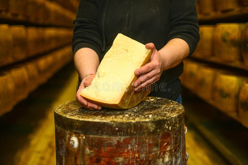 Cheese Master Cutting a Parmesan Cheese Wheel at the Dairy Stock Image