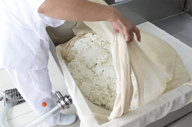 A woman working in a small family creamery is processing the final steps of making a cheese batch. The dairy farm is specialized in buffalo yoghurt and cheese production. A woman working in a small family creamery is processing the final steps of making a cheese batch. The dairy farm is specialized in buffalo yoghurt and cheese production.