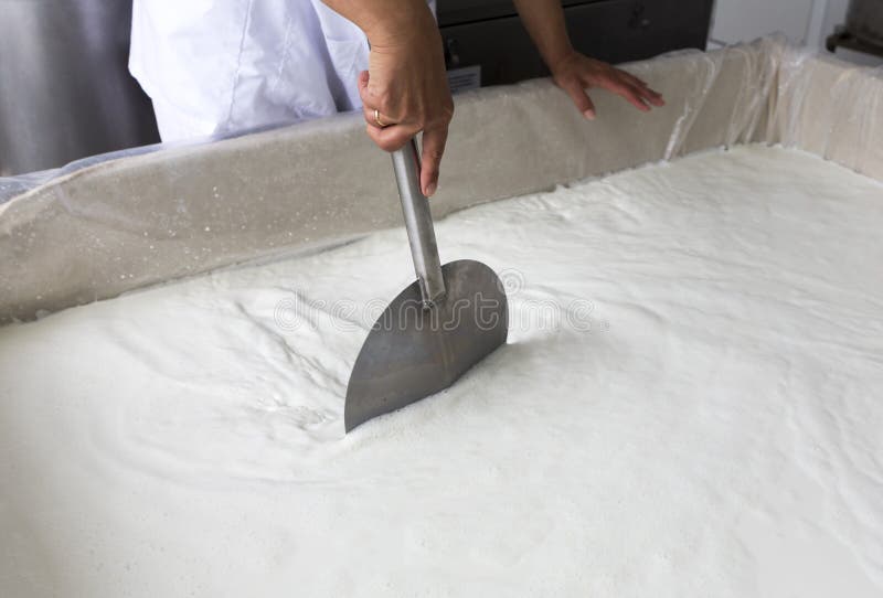 A woman working in a small family creamery is mixing a cheese batch. The dairy farm is specialized in buffalo yoghurt and cheese production. A woman working in a small family creamery is mixing a cheese batch. The dairy farm is specialized in buffalo yoghurt and cheese production.