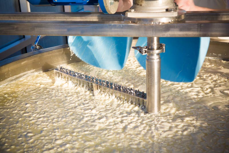 Cheese vats in the dairy stock photo. Image of cultures 136869814