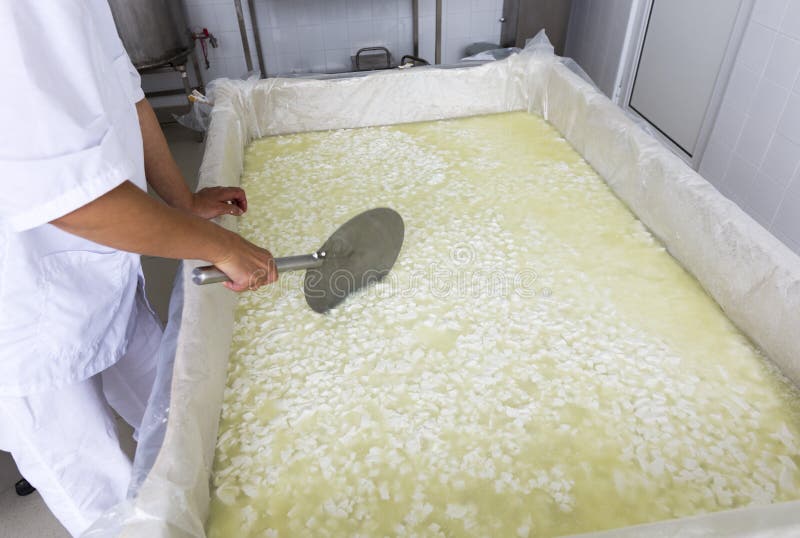 A woman working in a small family creamery is mixing a cheese batch. The dairy farm is specialized in buffalo yoghurt and cheese production. A woman working in a small family creamery is mixing a cheese batch. The dairy farm is specialized in buffalo yoghurt and cheese production.