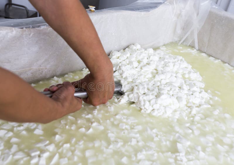 A woman working in a small family creamery is mixing a cheese batch. The dairy farm is specialized in buffalo yoghurt and cheese production. A woman working in a small family creamery is mixing a cheese batch. The dairy farm is specialized in buffalo yoghurt and cheese production.