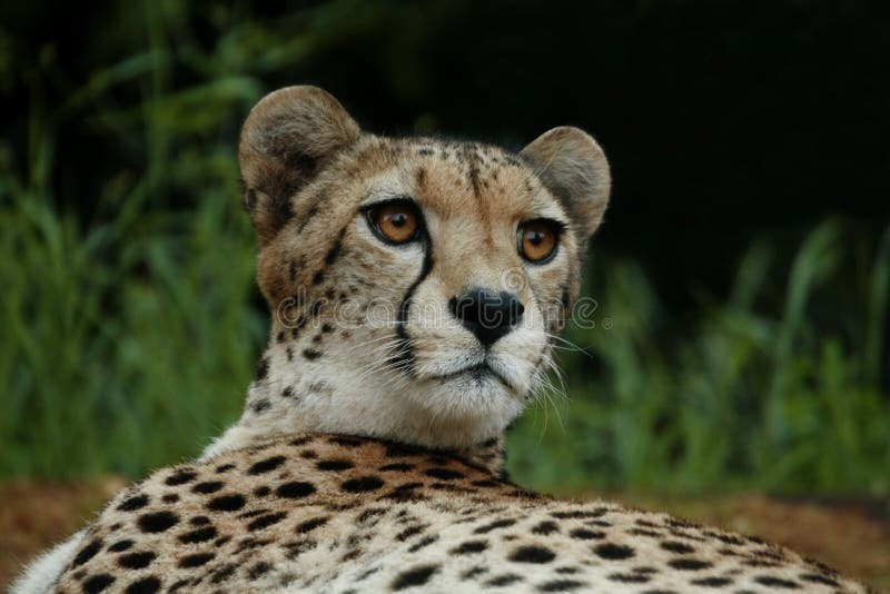 127 Animals Cheeta Stock Photos - Free & Royalty-Free Stock Photos