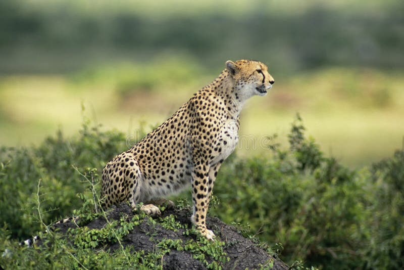 Cheetah stock photo. Image of cheetahs, endangered, mammals - 1130684