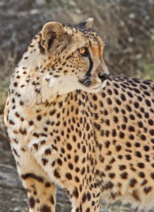 Cheetah