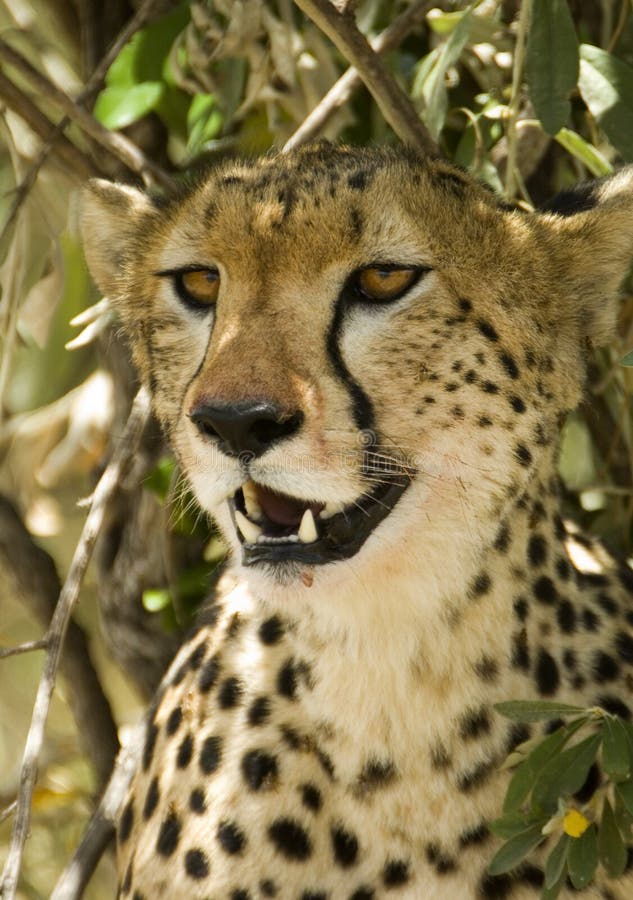 using goldencheetah using goldencheetah
