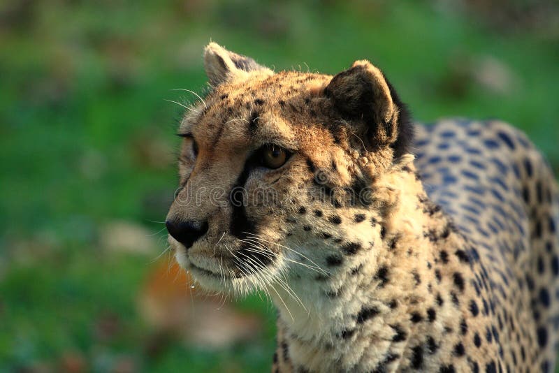 Cheetah, Gepard, zoo or wildlife