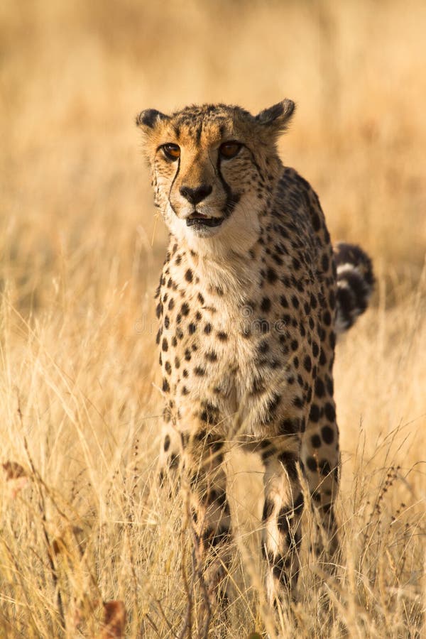 Wild cheetah portrait, Etosha, Namibia