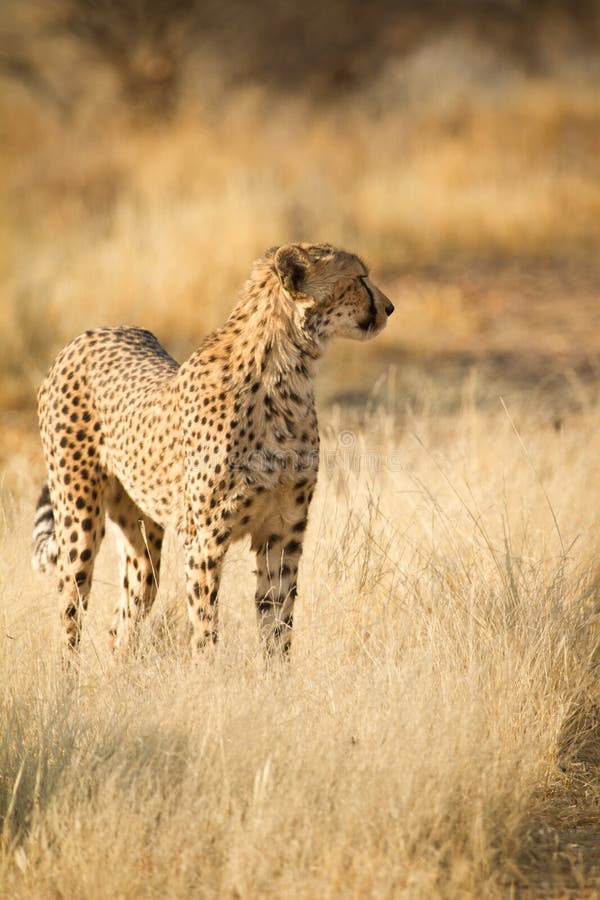 Cheetah stock images