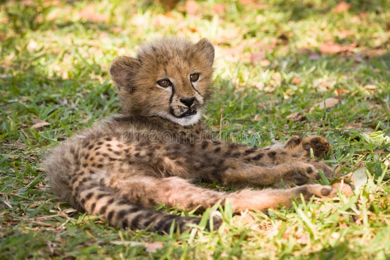 Wild cheetah cub, Etosha, Namibia