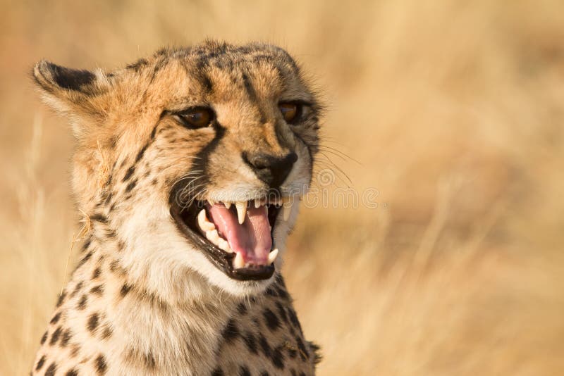 Wild cheetah portrait, Etosha, Namibia